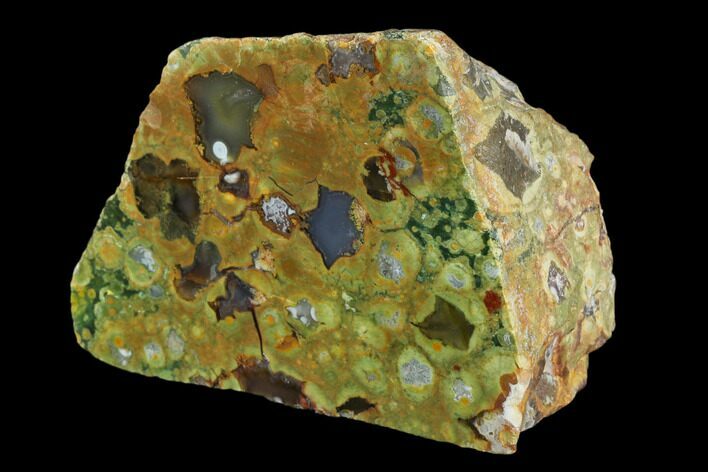 4" Polished Rhyolite (Rainforest Jasper) Section - Australia